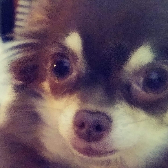 Meet your Posher, Cherie - Picture 4 of 5